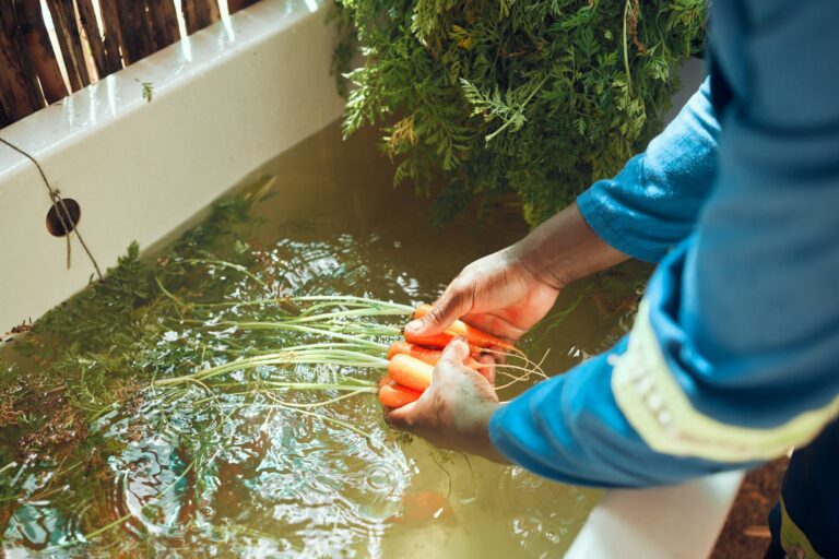 farming-vegetables-and-hands-cleaning-soil-from-raw-produce-from-nature-for-market-or-store-field.jpg